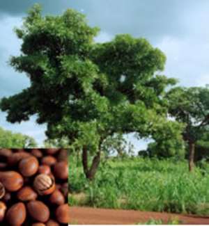 New factory promises shea production security